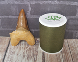 Fossil shark tooth with thread spool size reference