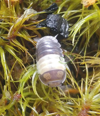 Cubaris sp. Panda King Isopods - Reptanicals