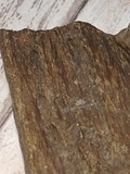 Petrified Wood fossil GGandJ.com