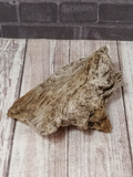 Petrified Wood fossil GGandJ.com
