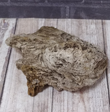 unique rough petrified wood