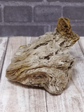 Petrified wood for sale from Sonoma California
