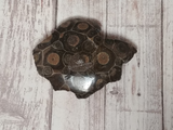Fossilized Coral for Sale on GGandJ.com