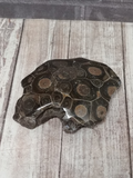 Dark unique fossil coral