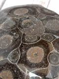 closeup of polished coral
