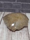 Fossilized Coral for Sale on GGandJ.com