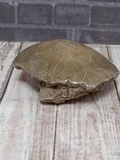 Coral Fossil from Morocco