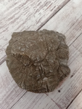 underside of fossil coral polyp