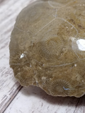 closeup of polished coral