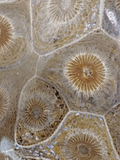 fossilized coral polyp