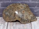 unique fossil gift idea
