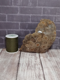 Fossil Coral with thread spool size reference