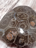closeup of polished coral fossil Gypsy Gems & Jewelry Sale
