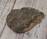 underside of fossil coral polyp