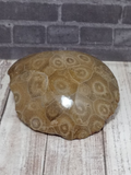 Polished Coral for sale Gypsy Gems & Jewelry