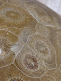 closeup of polished coral fossil Gypsy Gems & Jewelry Sale
