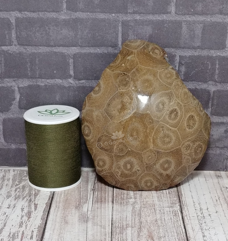 Coral Fossil with thread spool size reference
