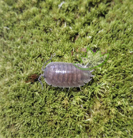 Porcellio laevis Isopods - Reptanicals