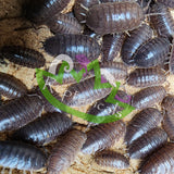 Porcellio laevis Isopods Reptanicals
