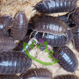 Porcellio laevis Isopods for sale Reptanicals