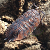 Porcellio scaber Red Calico Isopods