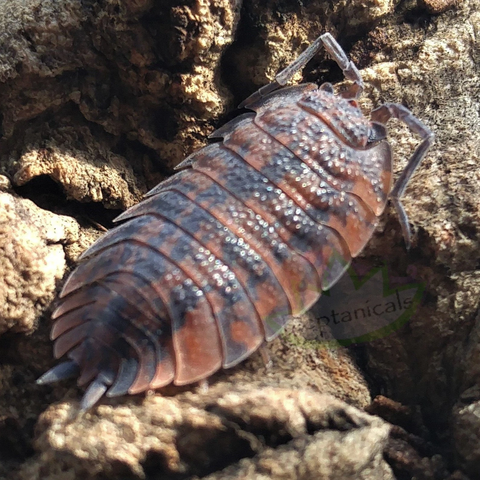 Porcellio scaber Red Calico Isopods