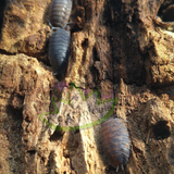 Porcellio scaber Red Calico Isopods - Reptanicals