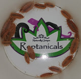 Powder Orange Isopods