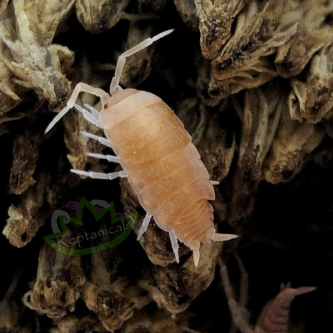 Porcellionides Pruinosus (Powder Orange) Isopods - Reptanicals