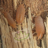 Porcellionides Pruinosus (Powder Orange) Isopods - Reptanicals