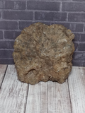 underside of fossil coral polyp