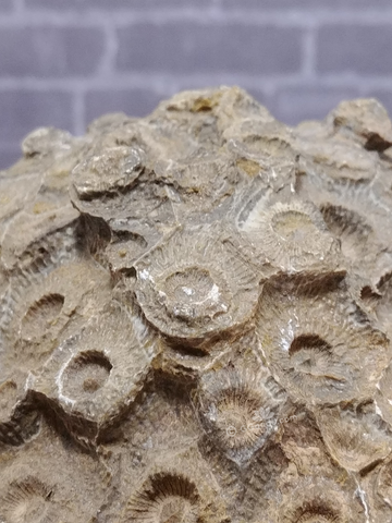 Rough coral fossil for sale on GGandJ.com