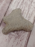 Coral Fossil for sale GGandJ.com