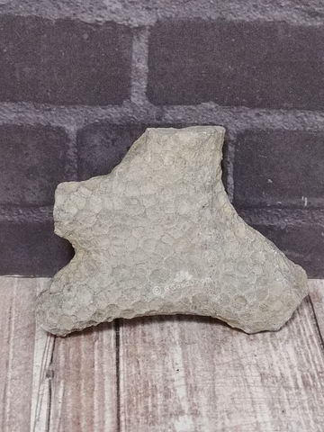 Rough coral fossil from Morocco for sale