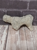Piece of fossil finger coral