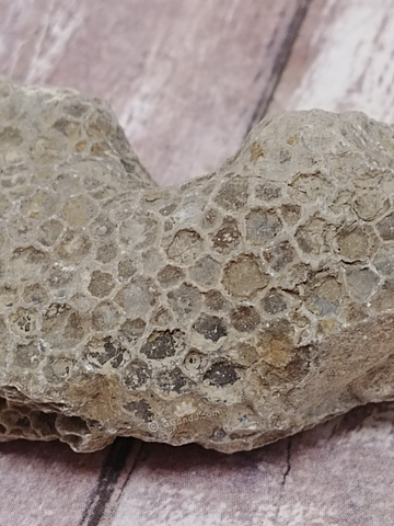 Coral Fossil from Morocco for sale