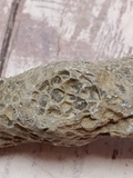 Coral Fossil