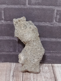 Coral Fossil naturally unique gift idea