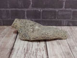 fossilized coral polyp