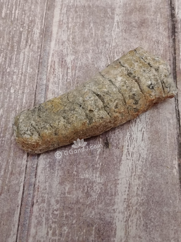 Orthoceras Fossil from Morocco for sale