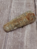 marine fossil from Africa Orthoceras