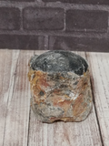 Short Orthoceras Marine fossil