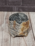 Orthoceras Fossilized marine creature gift idea
