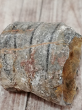 Fossilized Orthoceras