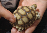 Supple Shell Application, sulcata wound care