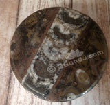 Fossil Box from Morocco GGandJ.com