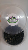 Live Tropical White Springtails - Reptanicals