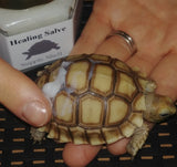 Supple Shell application