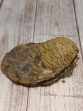 Natural Trilobite Fossil