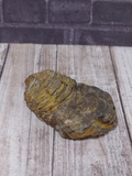 Trilobite Fossil for sale on GGandJ.com